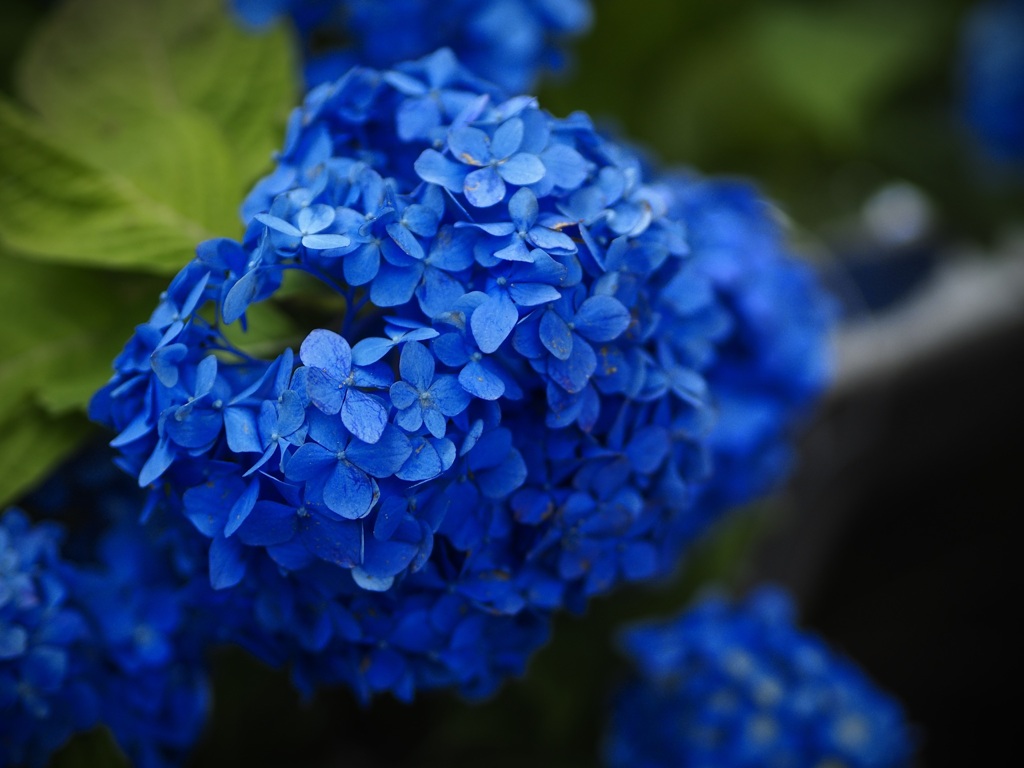 紫陽花