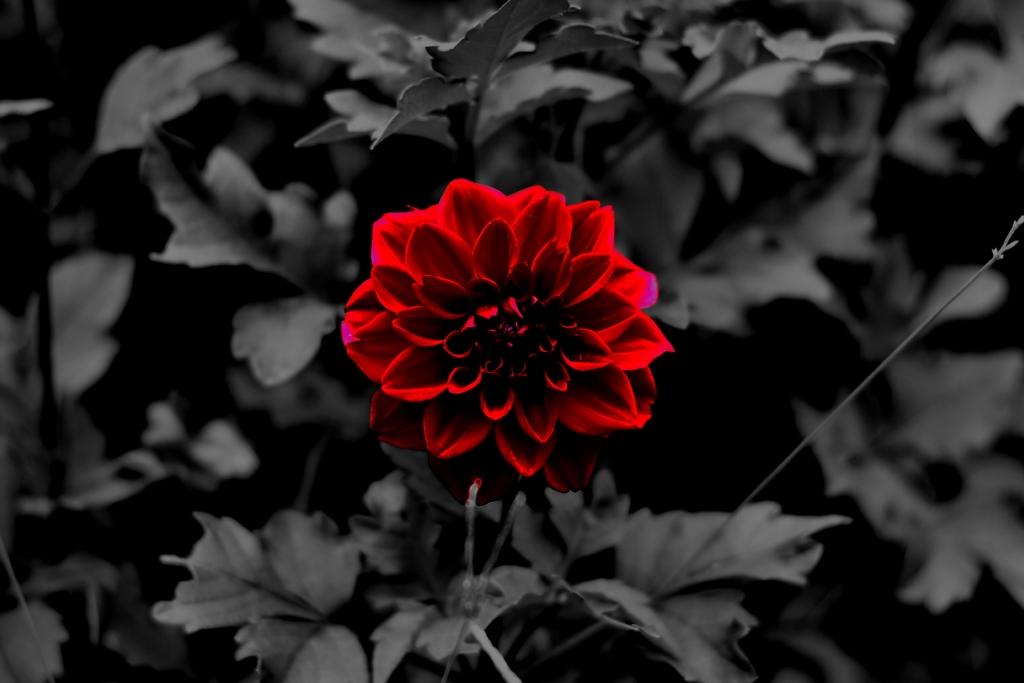ひとつだけの花