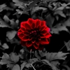 ひとつだけの花