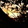 夕日と木の影