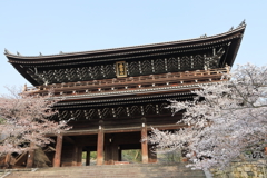 知恩院三門と桜