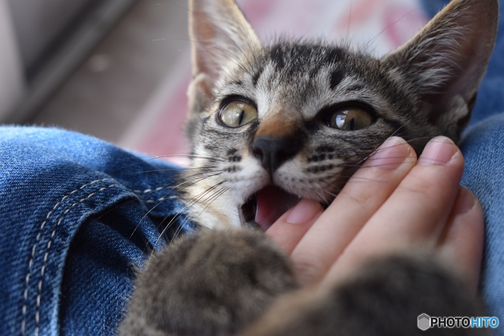 離さないにゃーฅ^•ω•^ฅ