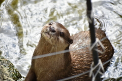 こんにちカワウソ！