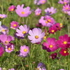 秋桜2