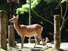 モデル鹿