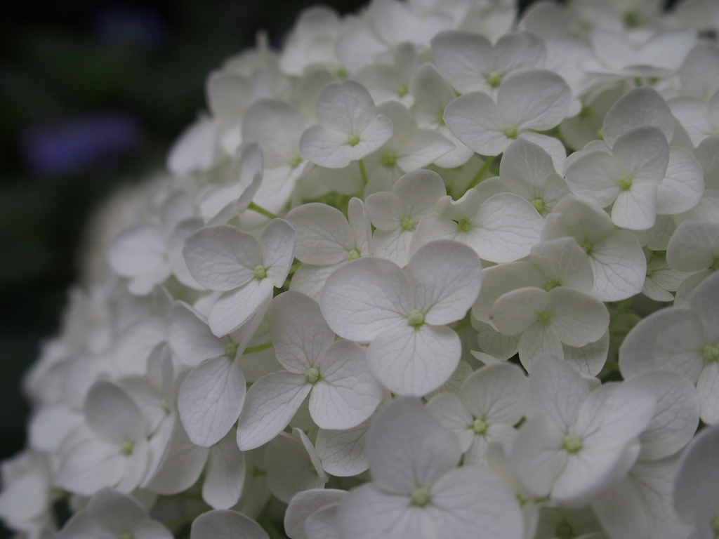 紫陽花