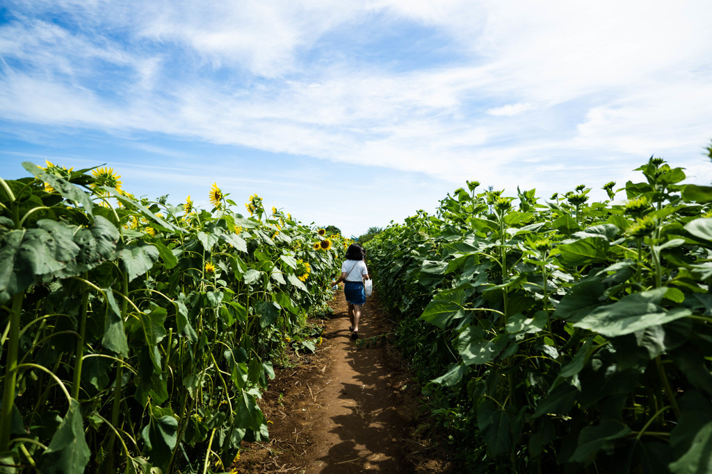 ひまわり畑でつかまえて