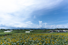 ひまわり畑
