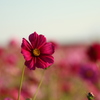 秋桜