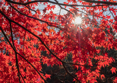 紅葉と光芒