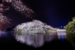 妖艶な彦根城の夜桜