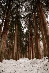 冬の杉並木道