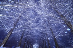 雪化粧のメタセコイア並木道