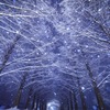 雪化粧のメタセコイア並木道