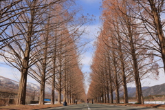 メタセコイア並木道