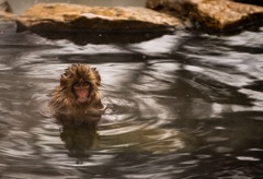 湯船で暖を得る子猿