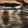 湯船で暖を得る子猿