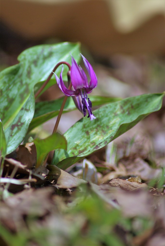 山里の花 Ⅱ