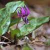 山里の花 Ⅱ