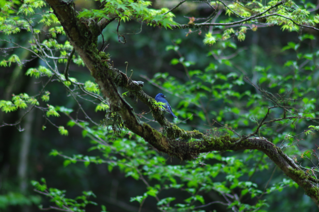 青い鳥が教えてくれた蘭