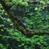 青い鳥が教えてくれた蘭
