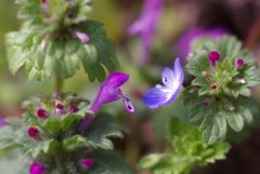 野の花