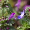 野の花