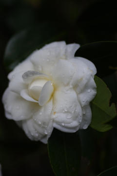 白い花の咲くころ