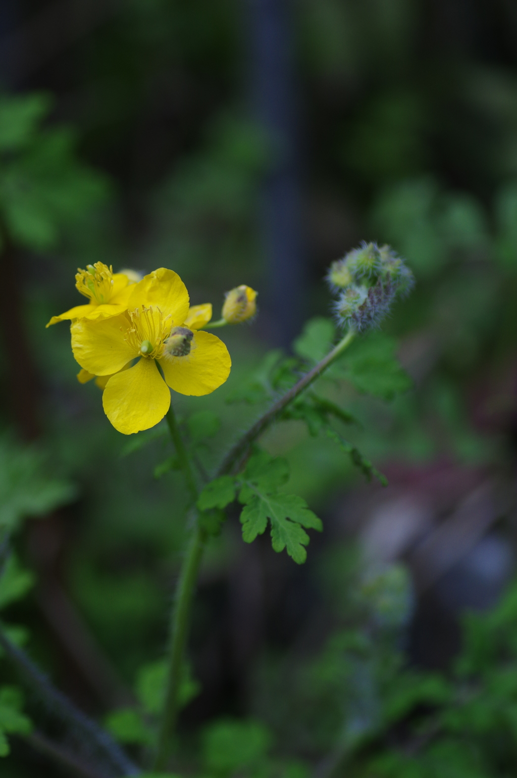 路傍の花