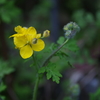 路傍の花