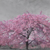 桜のトップバッターですかね？