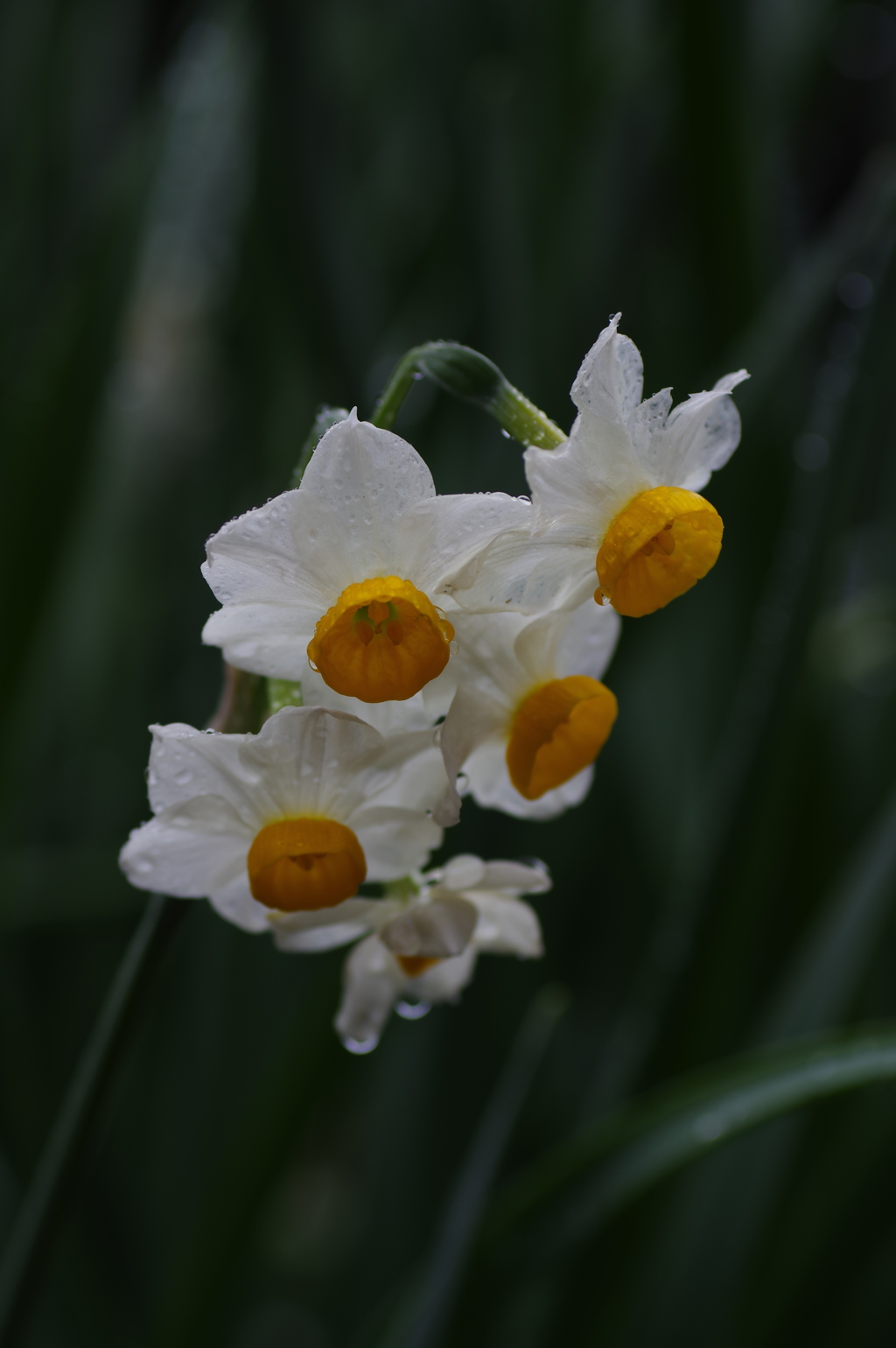 Amazon 白い花の咲くころ Miyako 歌謡曲 音楽