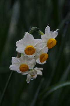 白い花の咲くころ