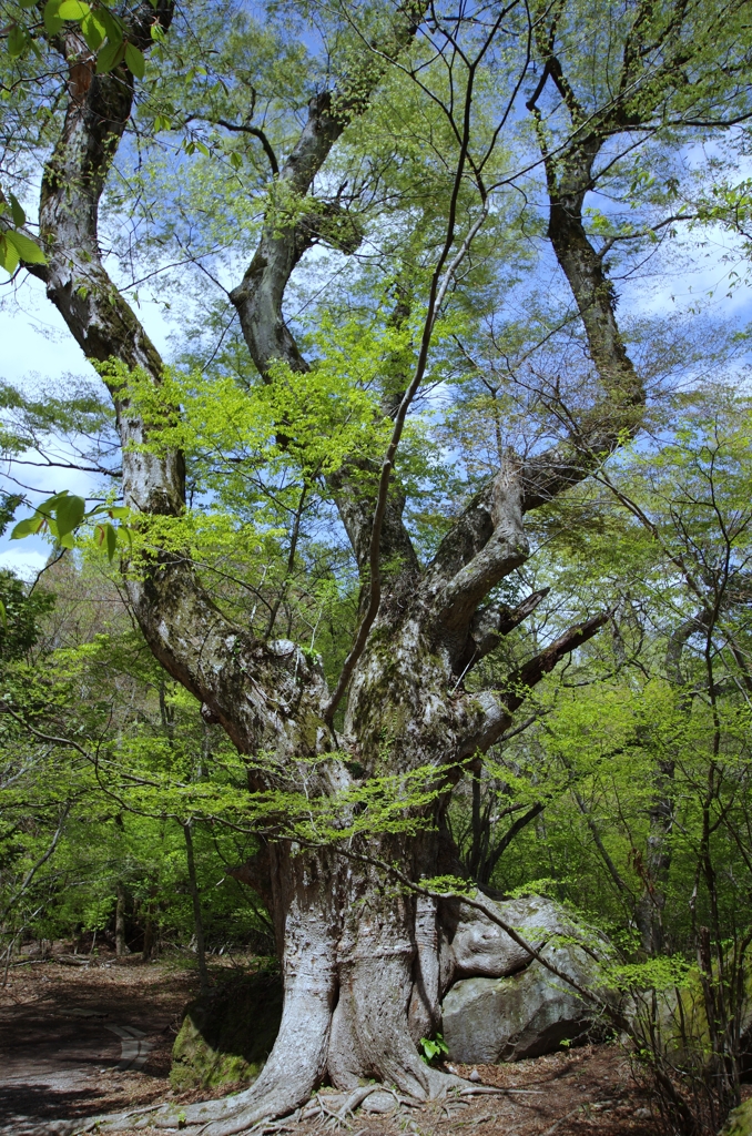 巨木 岩を掴む