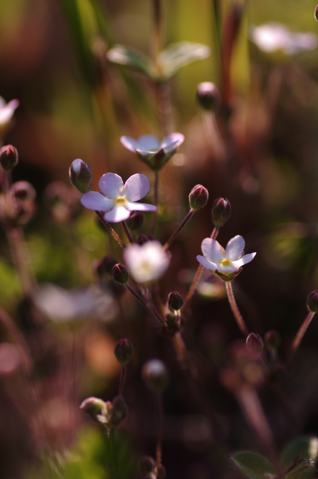 琉球小桜01