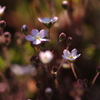 琉球小桜01