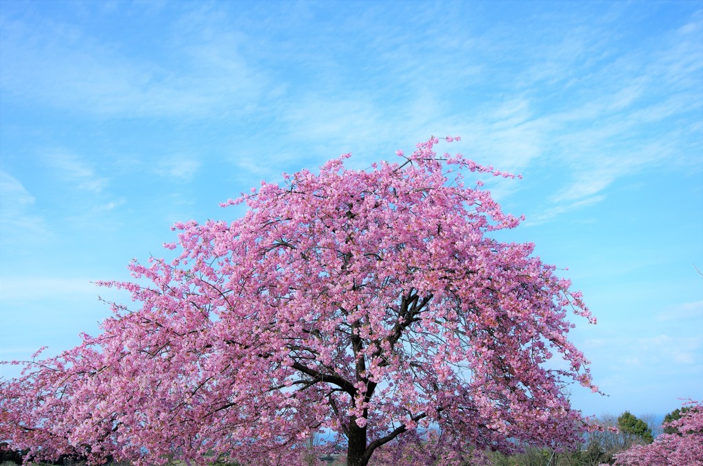 桜の季節になりましたね。