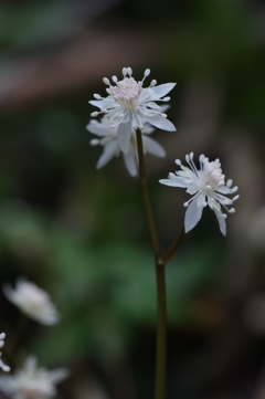 森の中の小さな花火