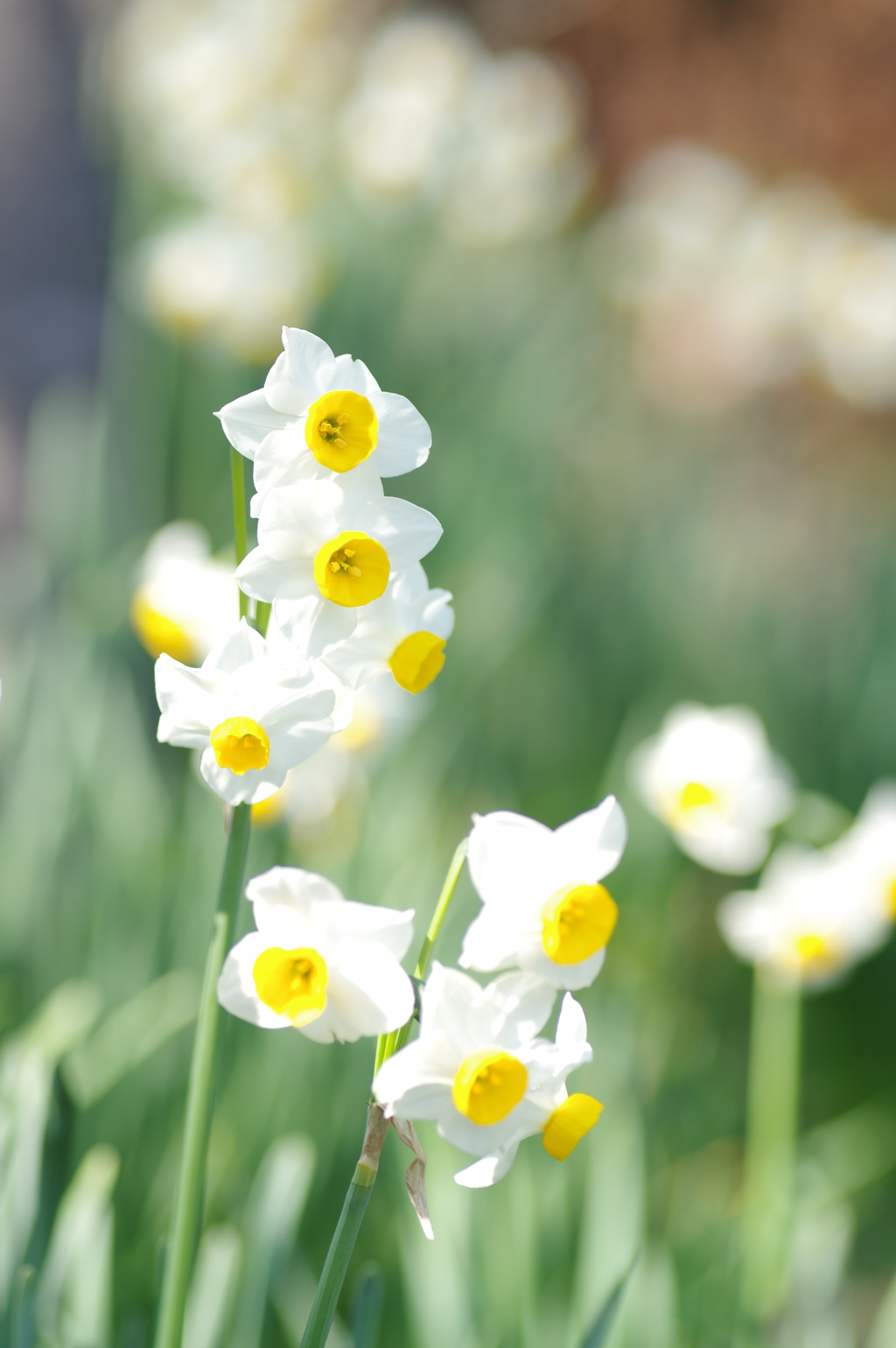 母に捧げた最後の花