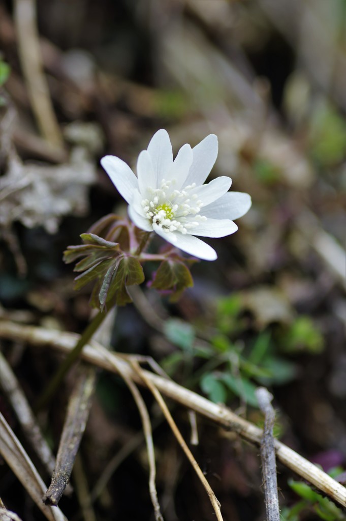 山里に咲く花