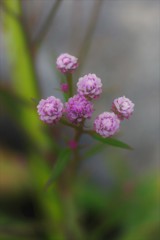 カルスト台地に咲く花