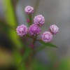 カルスト台地に咲く花