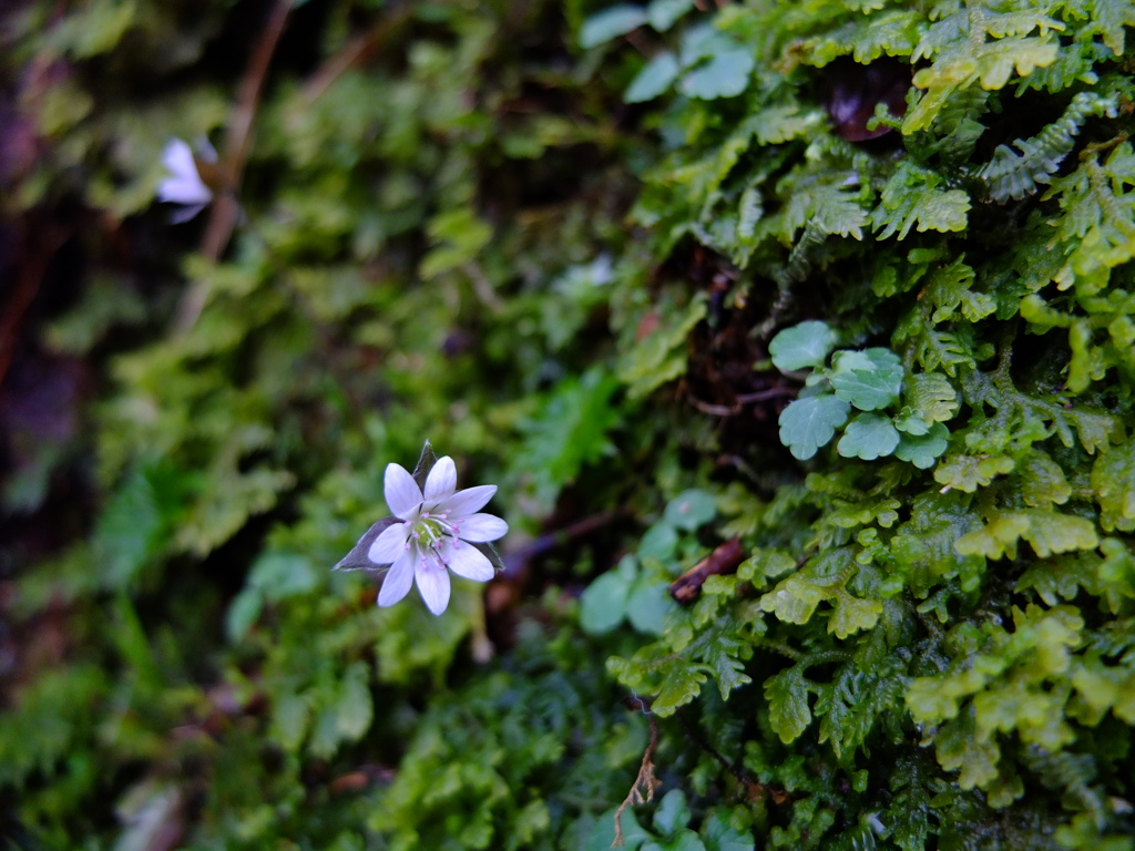 深山の花