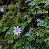 深山の花