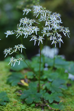 清流に咲く花