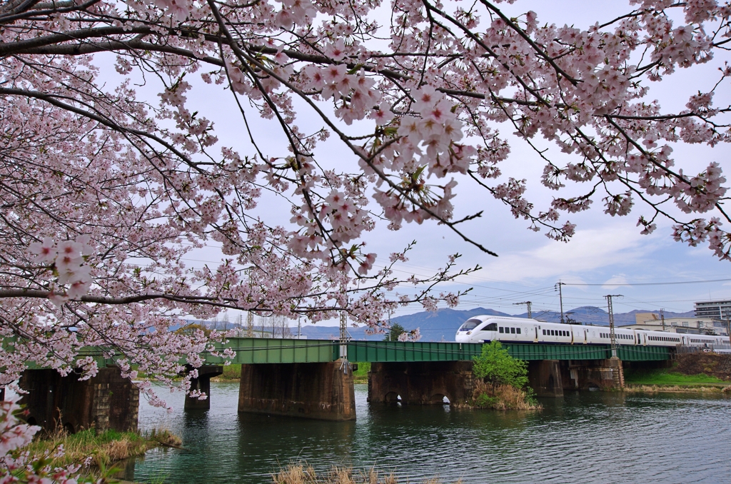 桜とソニック