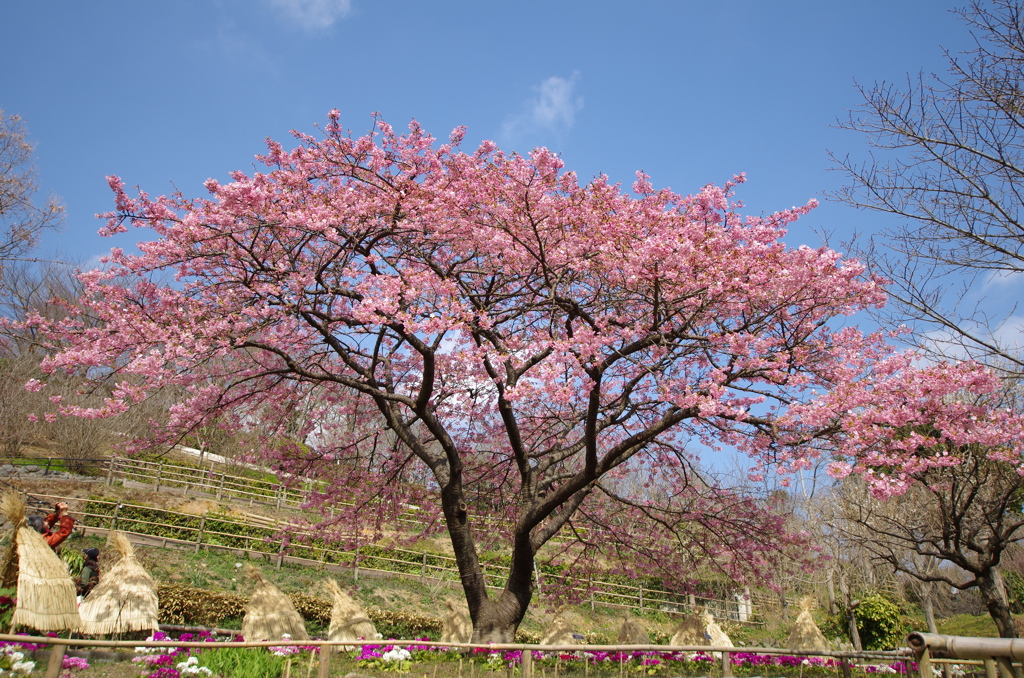 河津桜が七分咲きだ‼