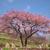 河津桜が七分咲きだ‼