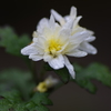 白い花咲くころ