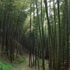 竹林